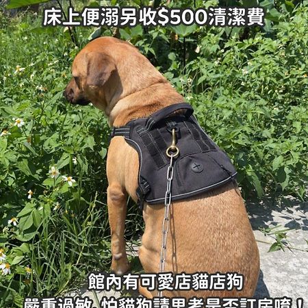 缽割貓點點 青旅 Diandian Hostel Puli Bagian luar foto