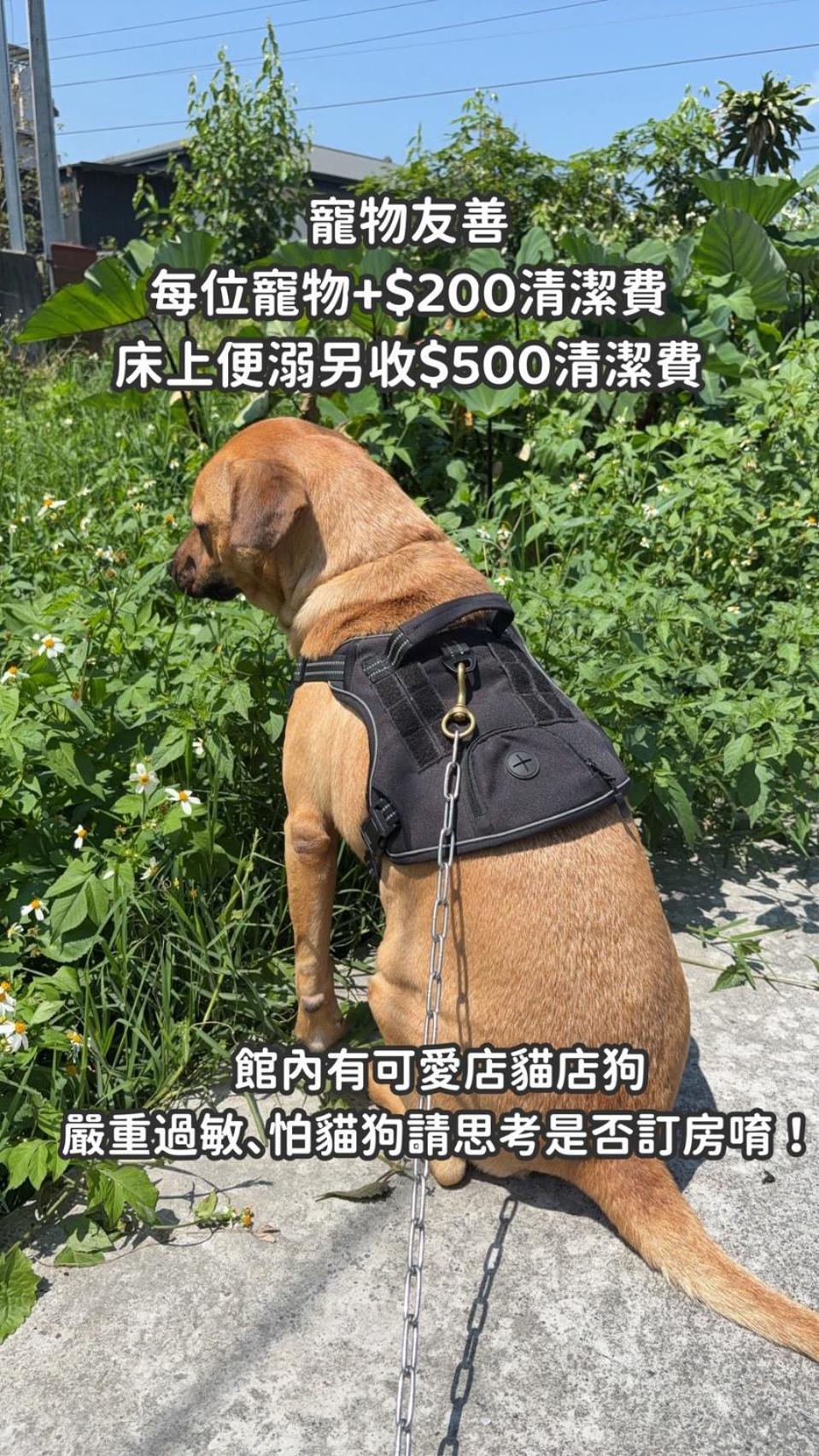 缽割貓點點 青旅 Diandian Hostel Puli Bagian luar foto